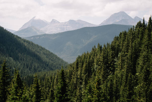 istock Backdrop of maintains in a forested area in the summer 1166205565