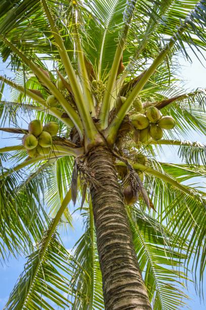 istock Coconut tree in nature garden 1166205702