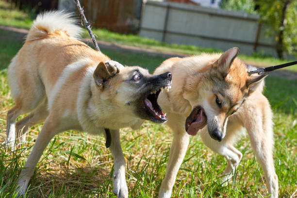 istock Fighting dogs, open mouths with fangs, close-up 1166207057