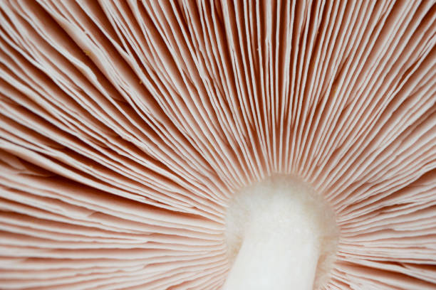 istock abstract nature background texture of Mushroom plants 1166207583