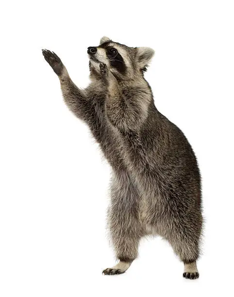 Raccoon in front of a white background.