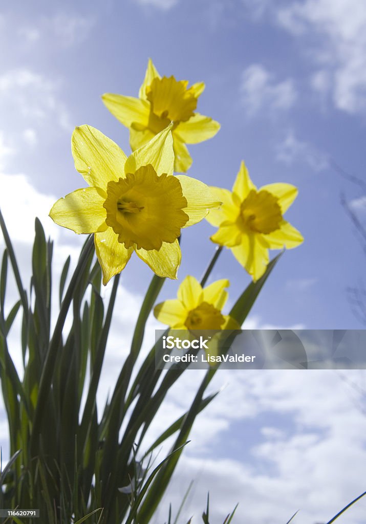 Frühling Blumen - Lizenzfrei Sonnenlicht Stock-Foto