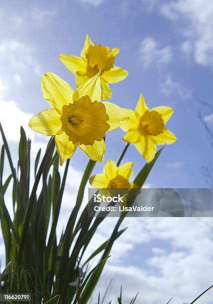 Frühling Blumen Stockfoto und mehr Bilder von Sonnenlicht - Sonnenlicht, April, Narzisse