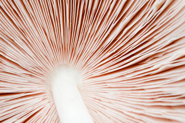 istock abstract nature background texture of Mushroom plants 1166208710