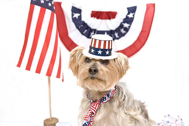 ドレスアップ、4 - dog patriotism flag politics ストックフォトと画像