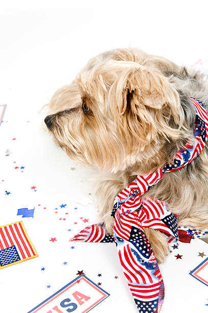 istock Wearing the Red, White and Blue 116621092