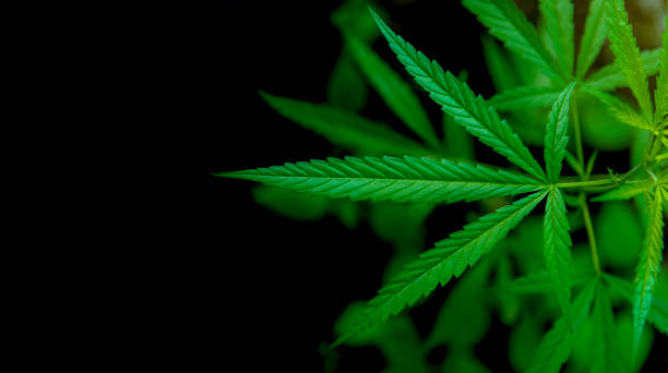 istock Marijuana leaf illustrations on cannabis Dark background, beautiful background, top corner picture 1166212949