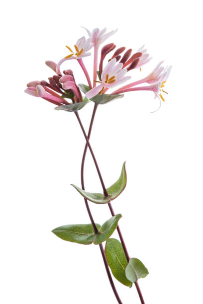 pink honeysuckle  flowers - honeysuckle pink imagens e fotografias de stock
