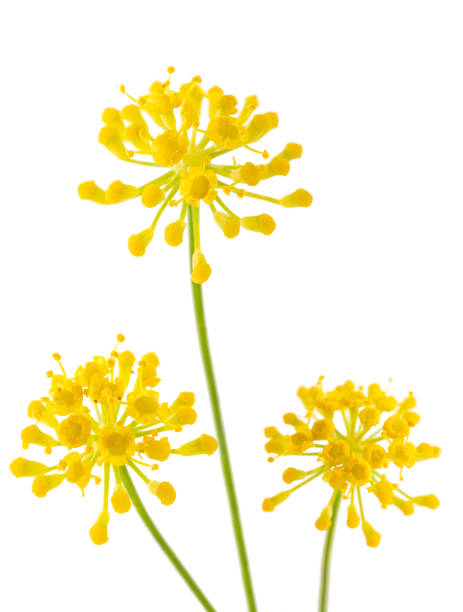 Wild fennel flowers isolated on white background