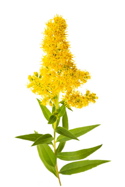 istock Tall goldenrod 1166213841