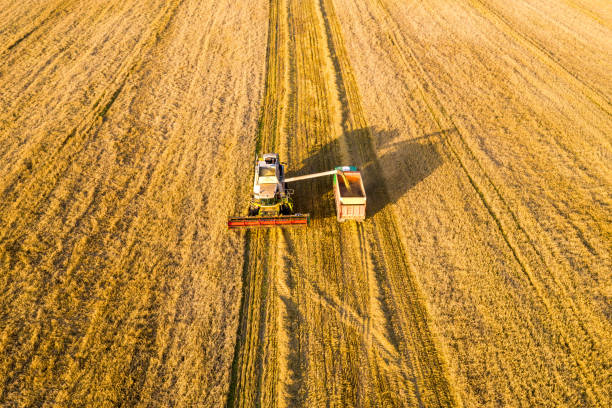 istock Combine harvester put wheat grain into a truck 1166213926