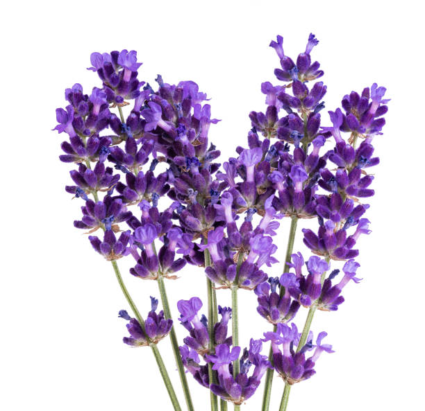 fiori di lavanda - flower nobody europe lavender coloured foto e immagini stock