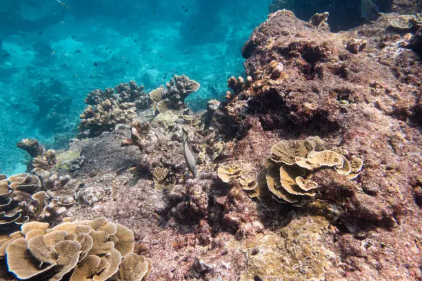 Photo of Big coral reef on stone with fish in the blue sea