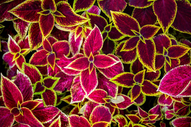 istock Decorative Coleus Flower Foliage Background 1166216124
