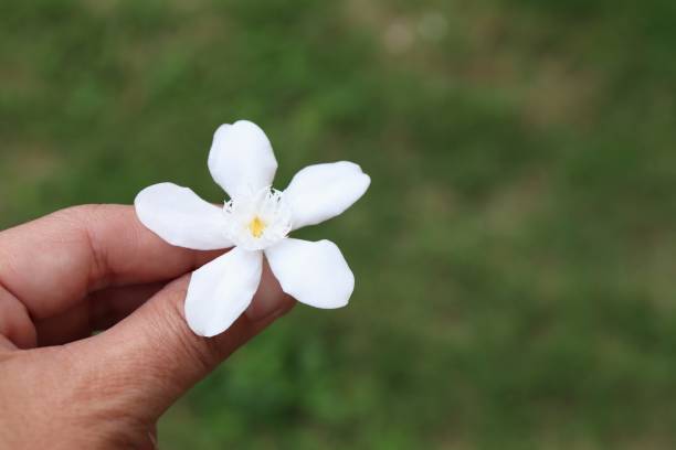 istock White flower in  hand on green grass background 1166217393
