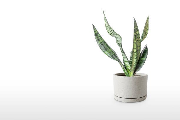 istock Sansevieria plant in pot on white table 1166218022