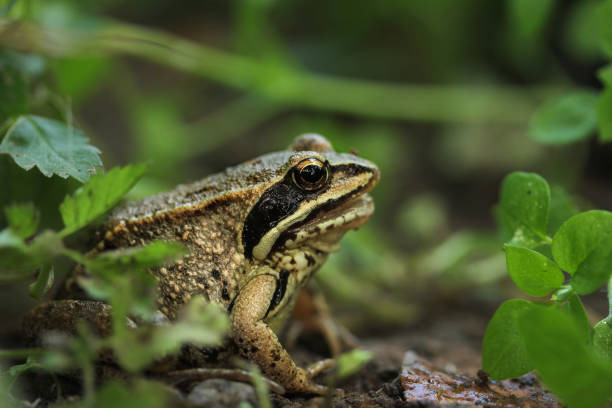 istock A golden frog sits on the ground in a traf 1166218144
