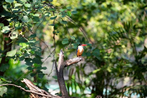 istock Black - capped kingfisher 1166218664