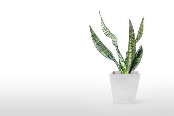 istock Sansevieria plant in pot on white table 1166218668