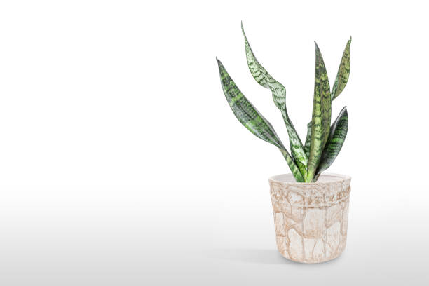 istock Sansevieria plant in pot on white table 1166218707