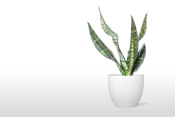 istock Sansevieria plant in pot on white table 1166218713