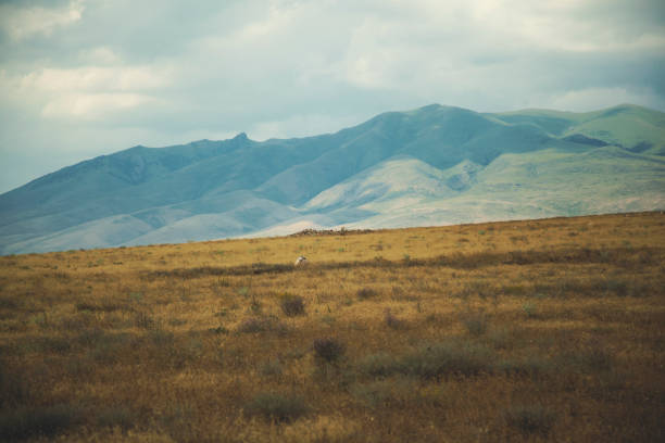 Golden hour pastoral landscape with grazing animals, grassy fields, and distant hills under warm sunlight, capturing serene rural tranquility and natural beauty.