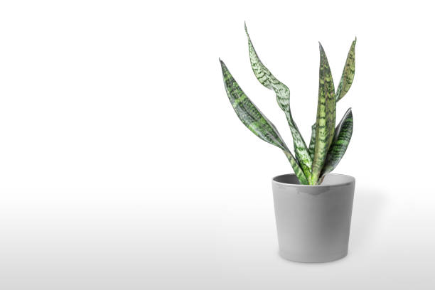 istock Sansevieria plant in pot on white table 1166218806