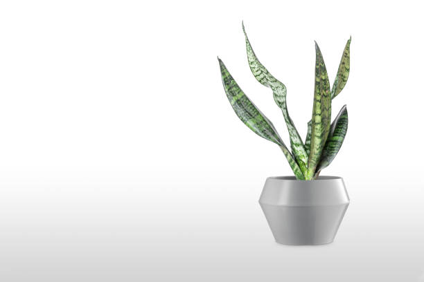 istock Sansevieria plant in pot on white table 1166218820
