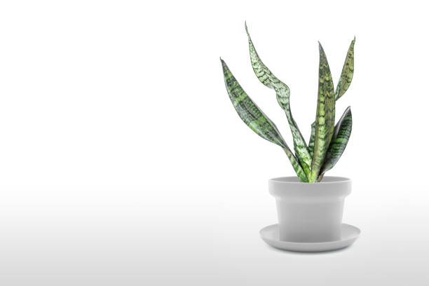istock Sansevieria plant in pot on white table 1166218830