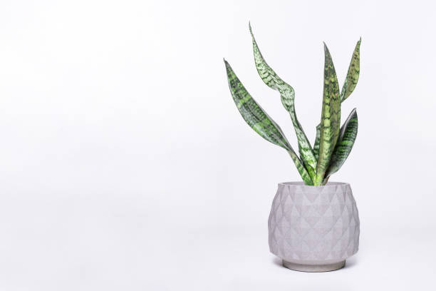 istock Sansevieria plant in pot on white table 1166218872