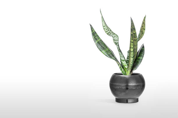 istock Sansevieria plant in pot on white table 1166218895