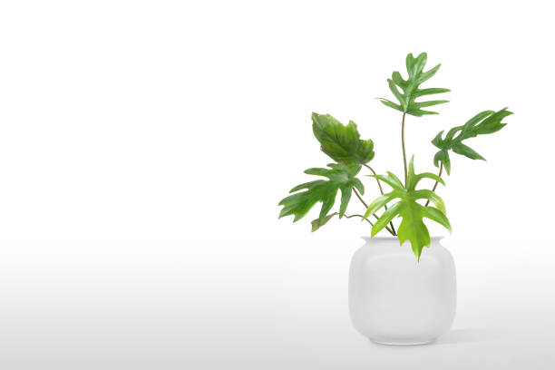istock Adam's Rib Plant flowerpot isolated on white background. 1166218907