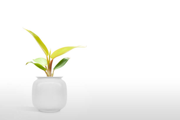 Gorgeous houseplant Maranta in a colorful pot isolated on white background