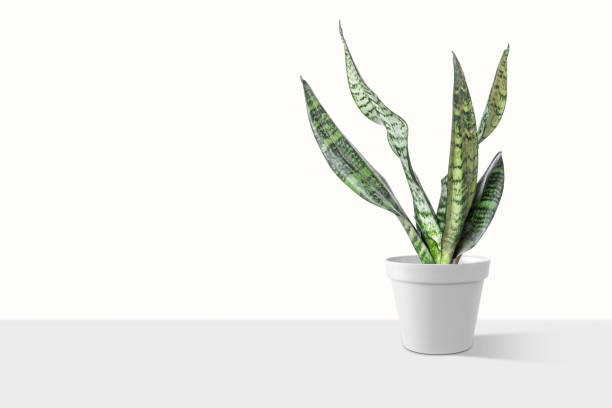 istock Sansevieria plant in pot on white table 1166218926