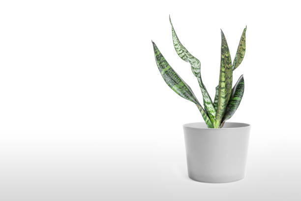 istock Sansevieria plant in pot on white table 1166218927