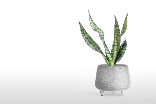 istock Sansevieria plant in pot on white table 1166218931