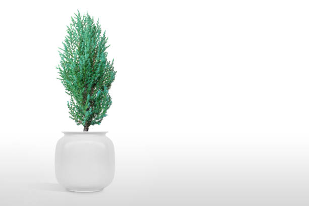 Juniperus Chinensis vase isolated on white background. Juniperus Chinensis vase isolated on white background. juniperus horizontalis stock pictures, royalty-free photos & images