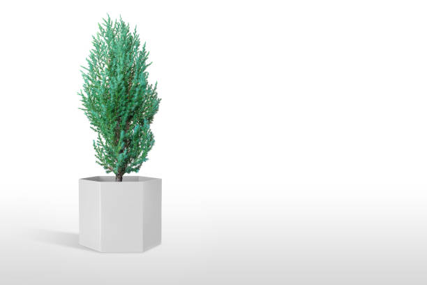 istock Juniperus Chinensis vase isolated on white background. 1166219008