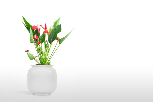Beautiful Antarium blossoming in a pot isolated on color background