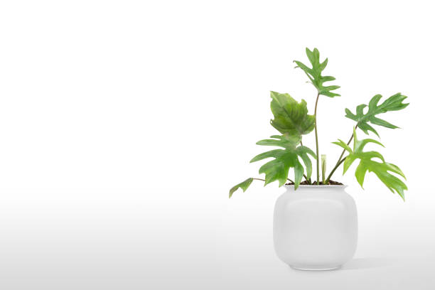 istock Adam's Rib Plant flowerpot isolated on white background. 1166219030