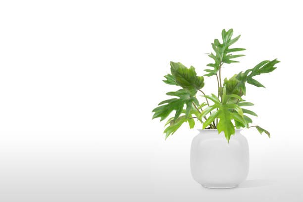 istock Adam's Rib Plant flowerpot isolated on white background. 1166219064