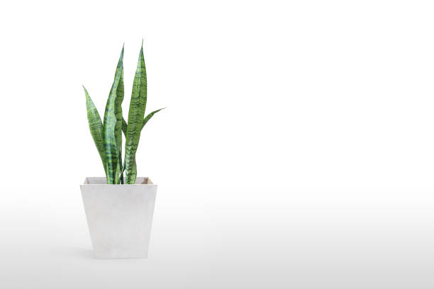istock Sansevieria plant in pot on white table 1166219273