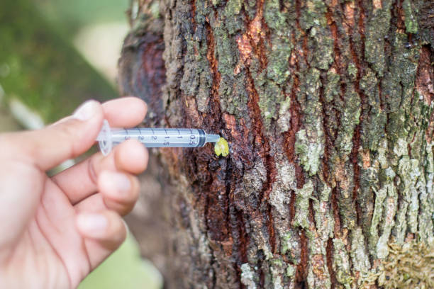 istock Injecting Treatment for durian Tree to save trees 1166219279