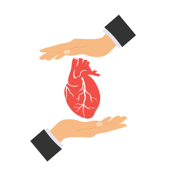 illustrations, cliparts, dessins animés et icônes de icône de l'anatomie du cœur humain. le cœur de l'homme. l'organe interne humain du cœur. illustration de vecteur. - human heart heart disease healthy lifestyle human internal organ