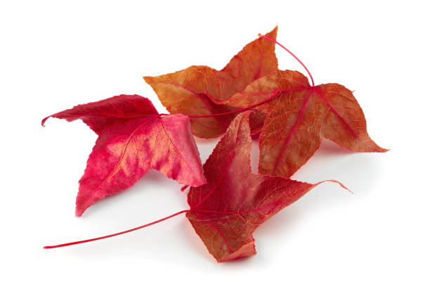 istock Dried maple leaves isolated over white background. 1166220113