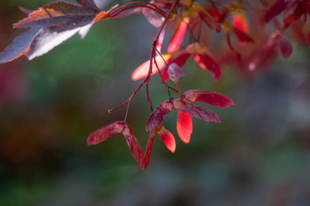 kolorowe czerwone samara owoce japońskiego klonu - maple tree autumn tree vibrant color zdjęcia i obrazy z banku zdjęć