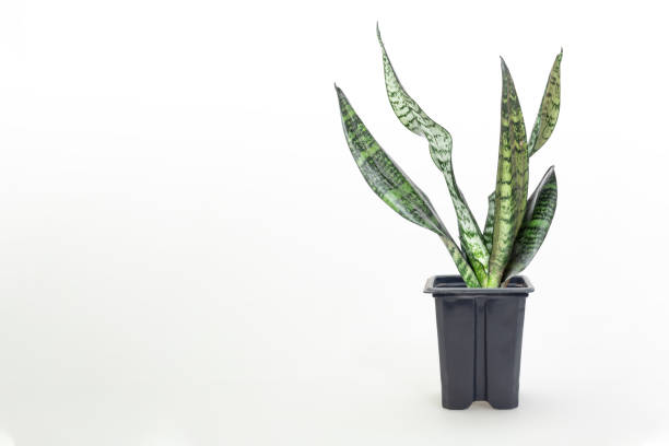 istock Sansevieria plant in pot on white table 1166221131