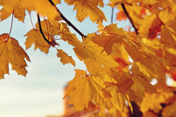 istock autumn time in maple park yellow foliage 1166221160