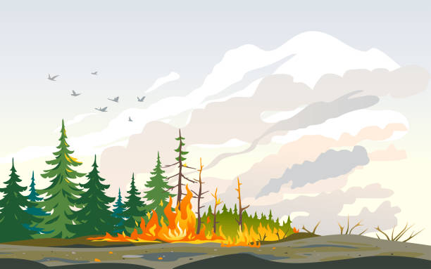 ilustraciones, imágenes clip art, dibujos animados e iconos de stock de incendio saqueo saqueos de la naturaleza desastre - eco tourism