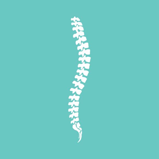 ilustraciones, imágenes clip art, dibujos animados e iconos de stock de silueta aislada icono de la columna vertebral humana vectorial. - physical therapy human spine symbol medical exam